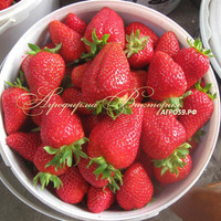 Клубника МУРАНО (КРУПНОМЕР! ОГРОМНЫЙ КУСТ, УРОЖАЙ В ГОД ПОСАДКИ) Клубника МУРАНО (КРУПНОМЕР! ОГРОМНЫЙ КУСТ, УРОЖАЙ В ГОД ПОСАДКИ)